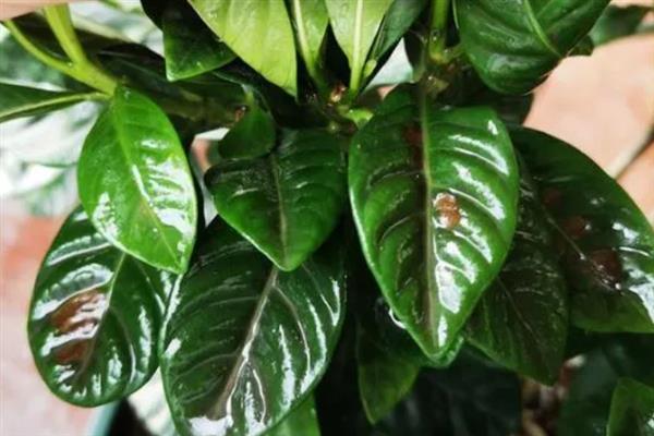 栀子花的花骨朵发黄掉落的原因，施肥不当、土壤板结等因素均会引起