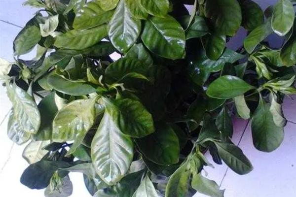 栀子花的花骨朵发黄掉落的原因，施肥不当、土壤板结等因素均会引起