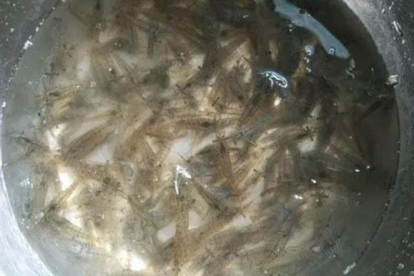 河虾的清洗方法，用盐水浸泡可清除细菌和寄生虫