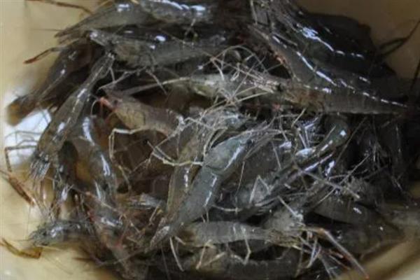 河虾的清洗方法，用盐水浸泡可清除细菌和寄生虫