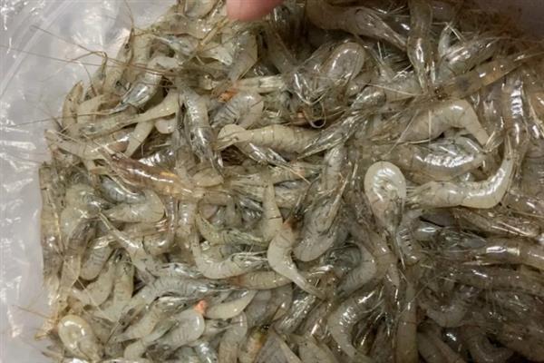 河虾的清洗方法，用盐水浸泡可清除细菌和寄生虫