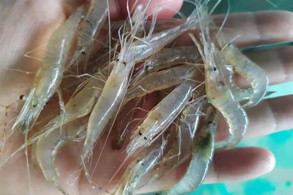 河虾的清洗方法，用盐水浸泡可清除细菌和寄生虫