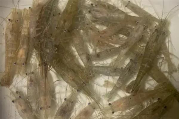 河虾的清洗方法，用盐水浸泡可清除细菌和寄生虫