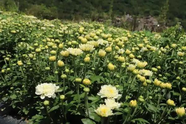 菊花的开放时间，不同品种的开花时间有区别