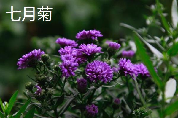 菊花的开放时间，不同品种的开花时间有区别