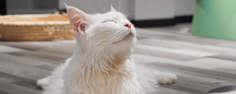 猫呕吐怎么诊断，根据用药史、呕吐持续时间、口腔状态等方面做判断