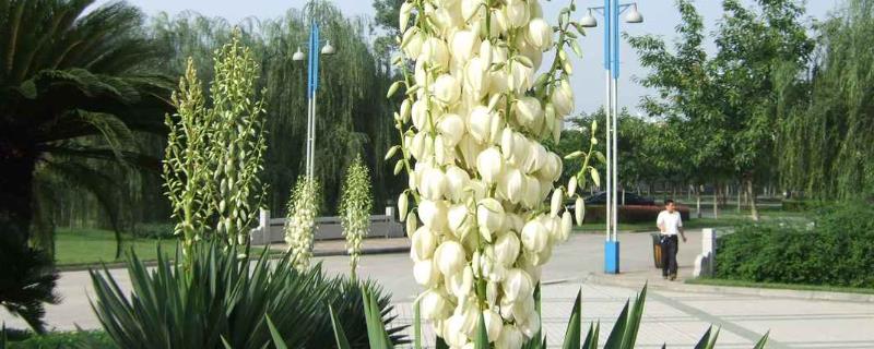 凤尾兰和剑麻有什么区别，高度、叶片和花朵均不同