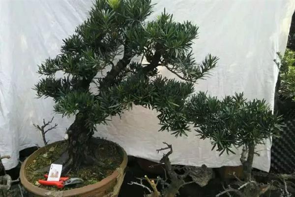 怎么养黑珍珠罗汉松，每隔1-2个月追施一次氮磷钾肥