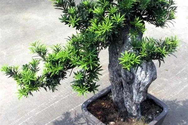 怎么养黑珍珠罗汉松，每隔1-2个月追施一次氮磷钾肥