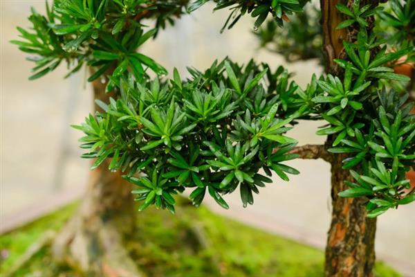 怎么养黑珍珠罗汉松，每隔1-2个月追施一次氮磷钾肥