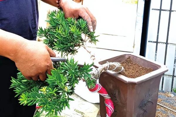 怎么养黑珍珠罗汉松，每隔1-2个月追施一次氮磷钾肥