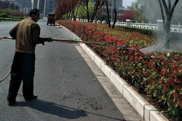 春天怎么养石楠，需要及时的对其进行修剪