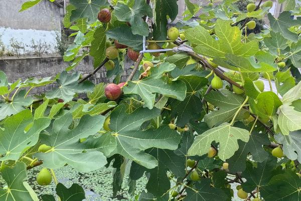 无花果冬季如何修剪，在10度以上的晴天进行