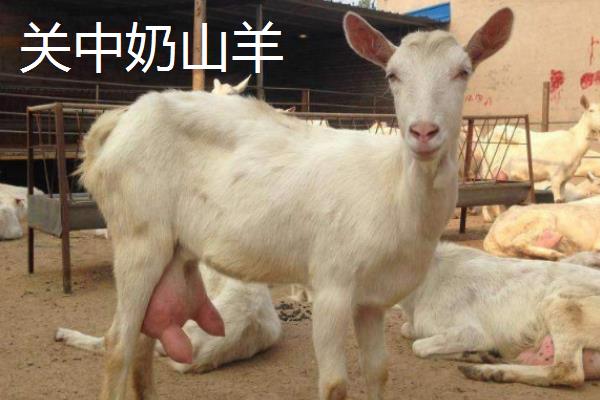 山羊有什么生活习性，活动能力强且勇敢好斗