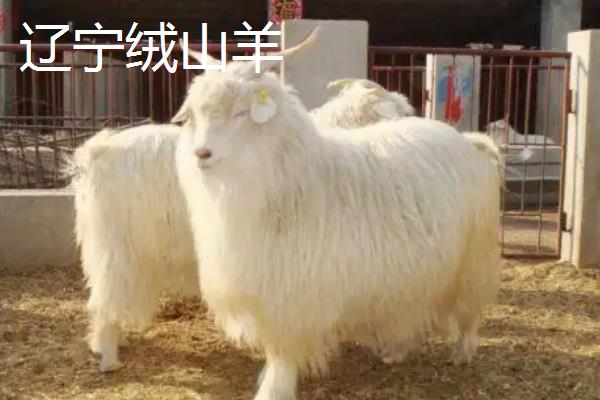 山羊有什么生活习性，活动能力强且勇敢好斗