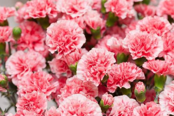 康乃馨的花语，寓意感恩、真情、思念等