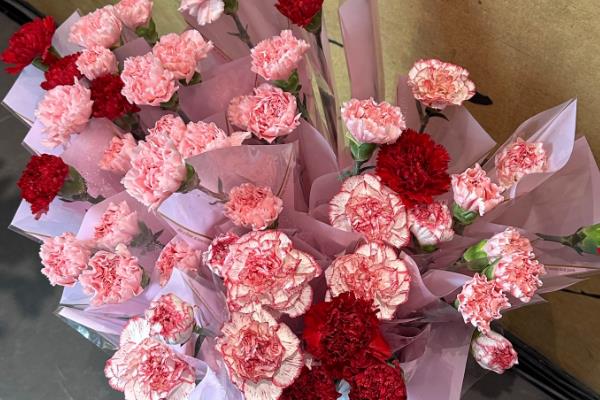 康乃馨的花语，寓意感恩、真情、思念等