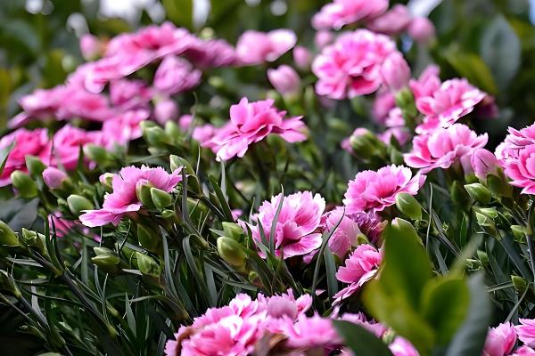 康乃馨的花语，寓意感恩、真情、思念等