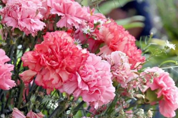 康乃馨的花语，寓意感恩、真情、思念等