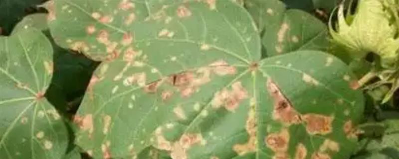 棉花药害的防治手段，首先应选择优质的药剂
