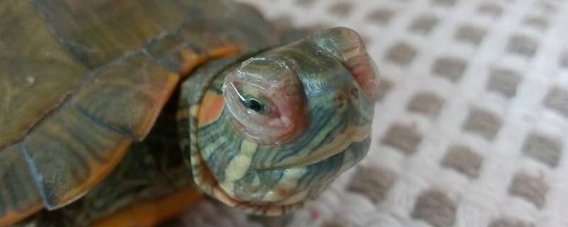 龟眼睛肿胀的常见病因，一般是由于水质不干净导致