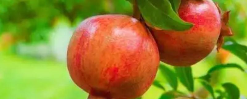 石榴是什么季节的水果，多在9-10月份成熟上市