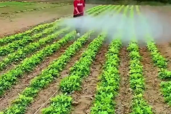 花生套餐和除草剂需间隔多久，需间隔7-15天左右