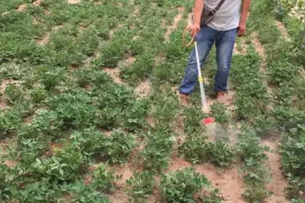 花生套餐和除草剂需间隔多久，需间隔7-15天左右