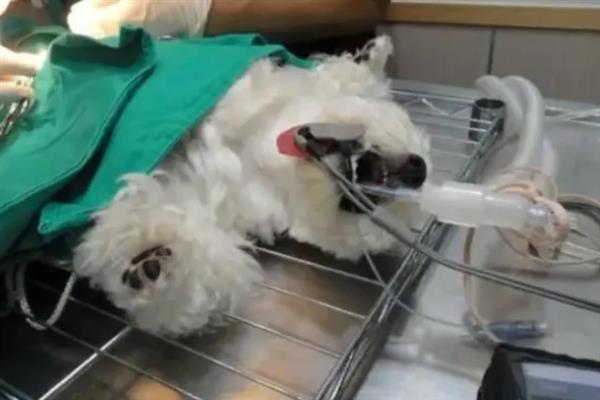 狗狗髋关节发育不良如何处理，使用关节保健类药物能够保护关节