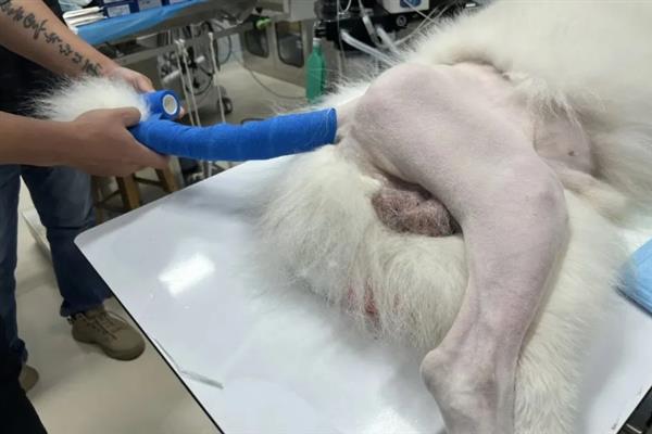 狗狗髋关节发育不良如何处理，使用关节保健类药物能够保护关节