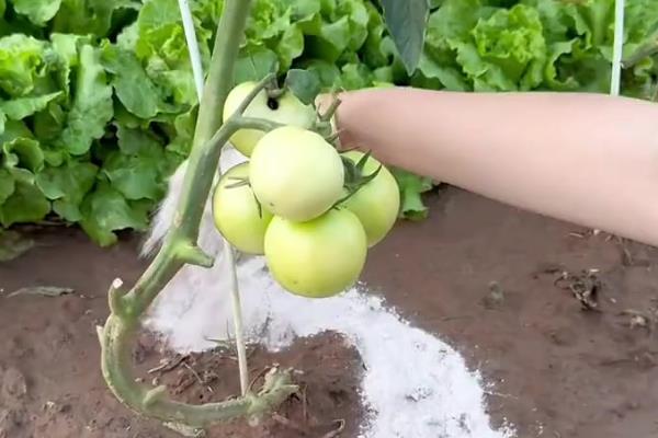 西红柿定植使用哪些化肥，可使用复合肥