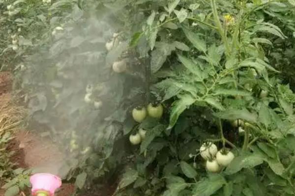 西红柿定植使用哪些化肥，可使用复合肥