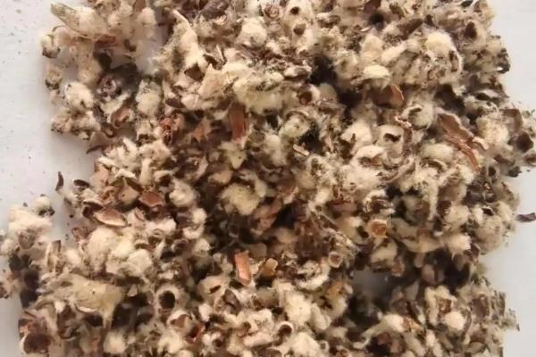 黑皮鸡枞菌的种植技术，温度控制在26-28℃为宜