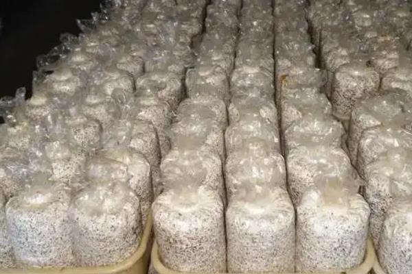 黑皮鸡枞菌的种植技术，温度控制在26-28℃为宜