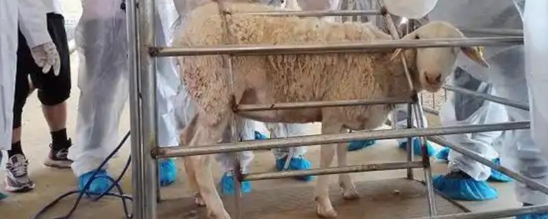羊人工授精有什么优点和缺点，可提高配种质量但要投入一定的资金
