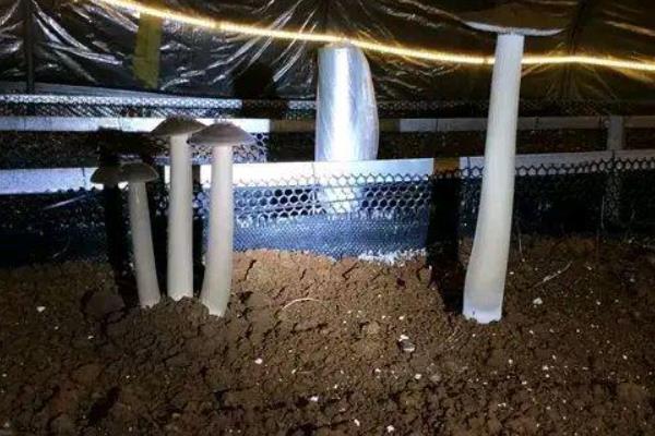 黑皮鸡枞菌的种植技术，温度控制在26-28℃为宜