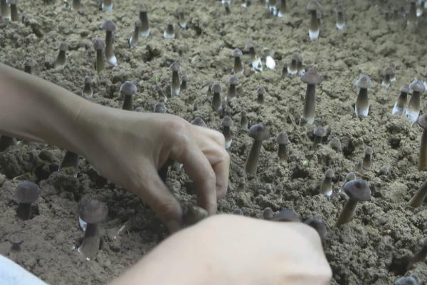 黑皮鸡枞菌的种植技术，温度控制在26-28℃为宜