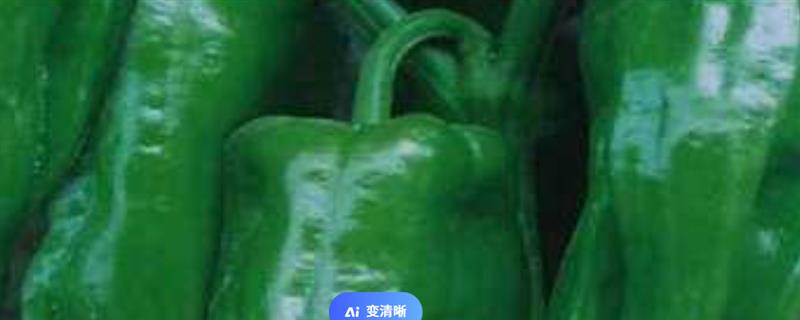 早熟辣椒苗品种，常见的有珍贵椒王、螺丝长线等