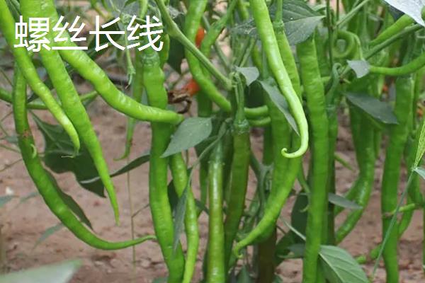 早熟辣椒苗品种，常见的有珍贵椒王、螺丝长线等