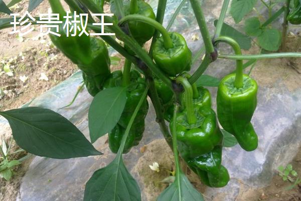 早熟辣椒苗品种，常见的有珍贵椒王、螺丝长线等