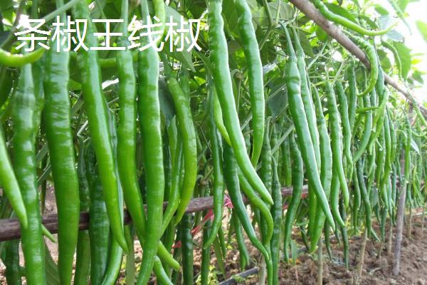 早熟辣椒苗品种，常见的有珍贵椒王、螺丝长线等