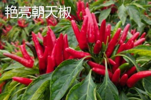 早熟辣椒苗品种，常见的有珍贵椒王、螺丝长线等