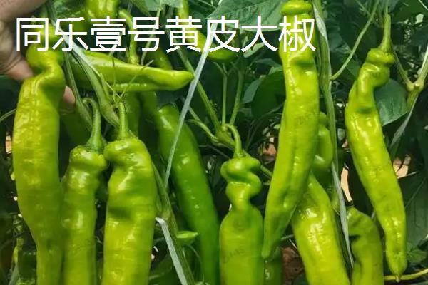 早熟辣椒苗品种，常见的有珍贵椒王、螺丝长线等