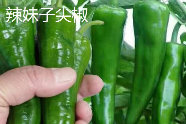 早熟辣椒苗品种，常见的有珍贵椒王、螺丝长线等