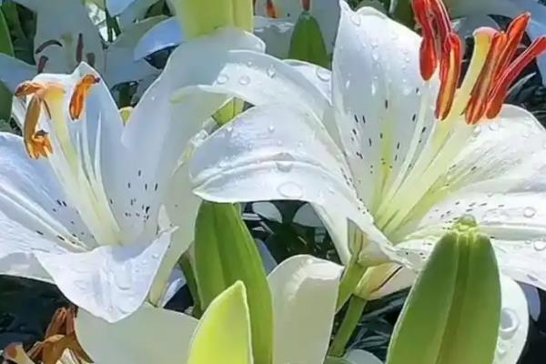 百合花有什么花语，代表美好幸福、深深祝福等含义