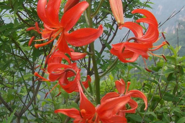 百合花有什么花语，代表美好幸福、深深祝福等含义