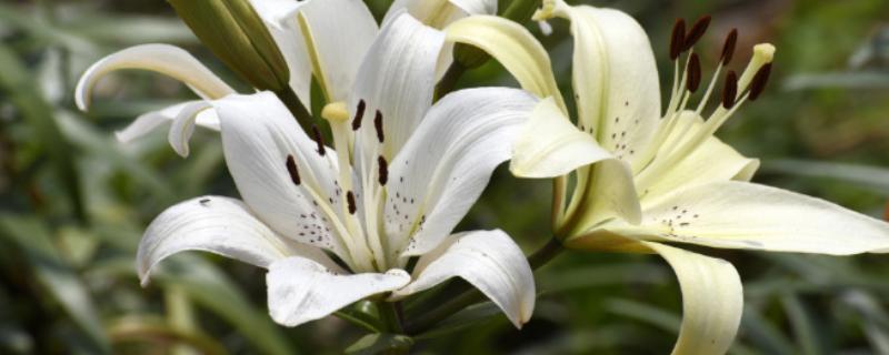 百合花有什么花语，代表美好幸福、深深祝福等含义