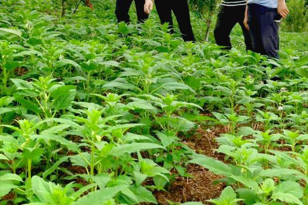 芝麻的管理方法，出苗20-25天要定苗