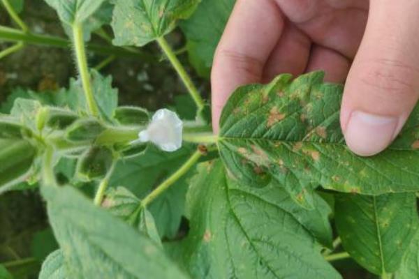 芝麻的管理方法，出苗20-25天要定苗