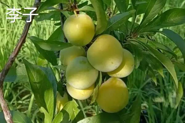 李子和杏子的区别，种属、外形、口感、食性均不同